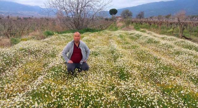 Sarıgöle bahar geldi, her yer çiçek açtı