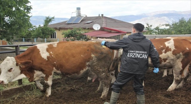 SAT-2 serotipi şap hastalığı korunma yöntemleri