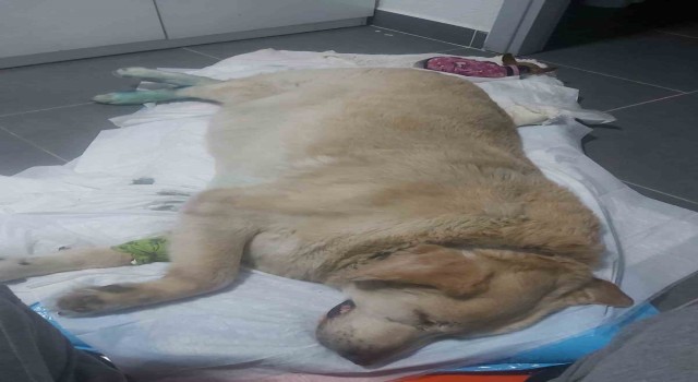Şehrin maskotu olan köpek için destek bekliyorlar