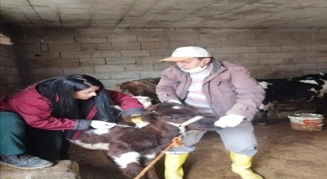 Siirtte hayvan pazarı ikinci bir emre kadar kapatıldı