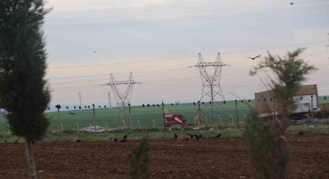 Silopide kargalar tarlaları istila etti