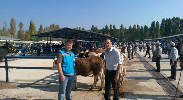 Simavda bahar dönemi şap aşılama çalışmaları sürüyor