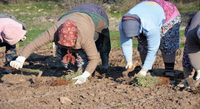 Sındırgıda kök boya bitkileri toprakla buluşuyor