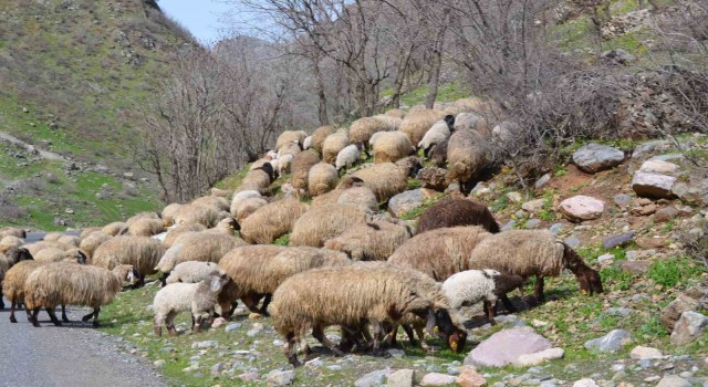 Sınırda baharın gelişiyle ahırlardan çıkarılan hayvanlar meraya salındı