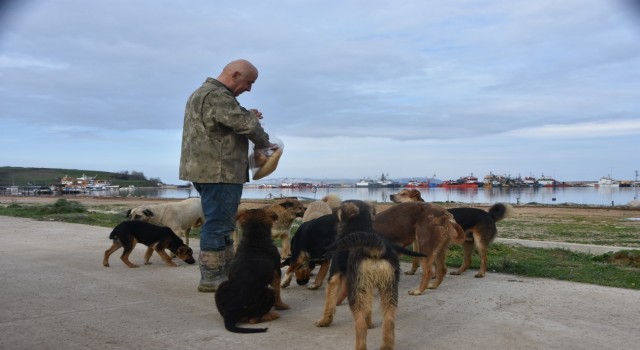 Sinop Demirci Köyü Limanında başıboş köpek sorunu