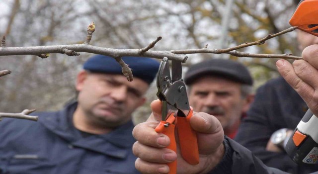 Sinopta çiftçilere uygulamalı budama eğitimi