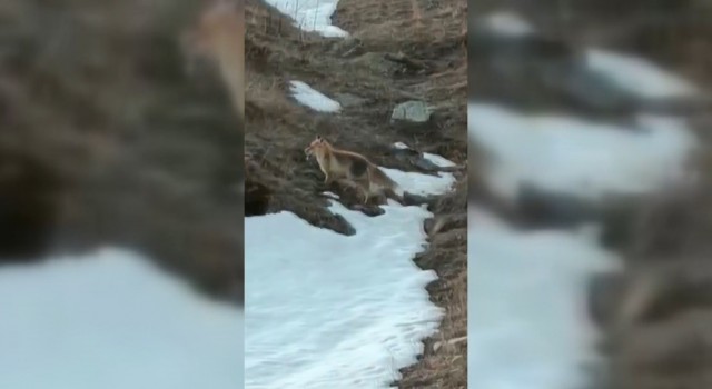 Soğukta aç kalan tilkiyi elleri ile besledi