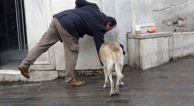Sokak köpekleri İstiklal Caddesindeki bir lokantanın müdavimi oldu