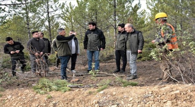 Sürdürülebilir ormancılık ilkesi sıklık bakımı sahaları için çok önemli