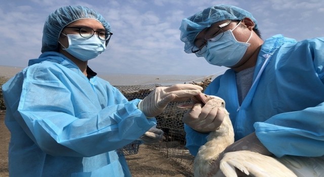 Tayvanda kuş gribi alarmı: 36 bin 766 tavuk itlaf edildi