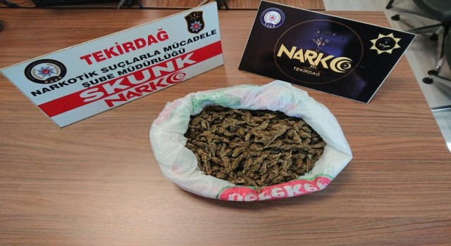 Tekirdağda yarım kilo skunk ele geçirildi