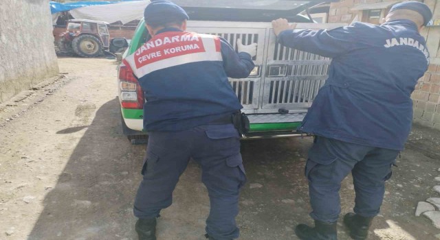 Tokatta yaralı yavru köpek tedavi altına alındı