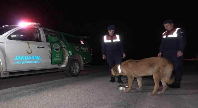 Trafik kazalarına sebep oluyordu, köpeklere reflektörlü tasma takıldı