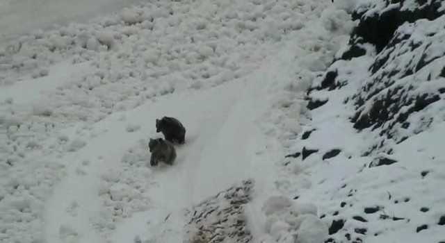Tuncelide boz ayıların kar keyfi