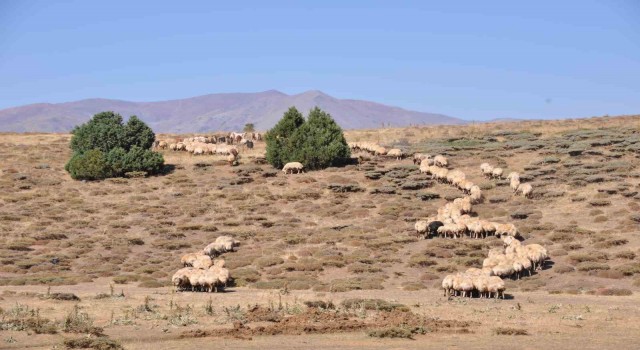 Tuncelide il içi ve il dışı hayvan hareketleri yasaklandı