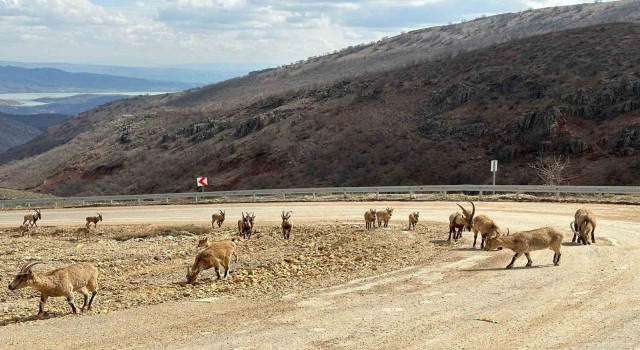 Tuncelide tuz için kara yoluna inen yaban keçileri görüntülendi