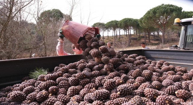 Türkiyenin çam fıstığı deposu Bergamada hasat telaşı
