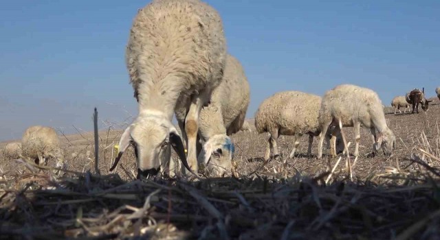 Uzmanından şap varyantı uyarısı: Çok hızlı bir şekilde bulaşıyor