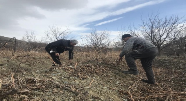 Üzüm bağlarında ilkbahar bakımı