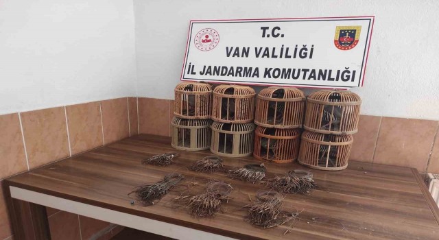Vanda kafes avcılığı