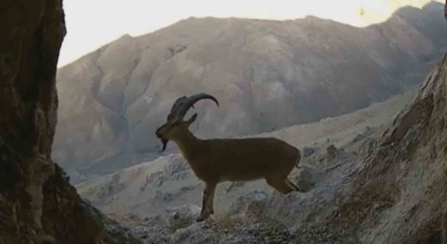 Vanda nesli tehlikede olan yaban keçileri fotokapana takıldı