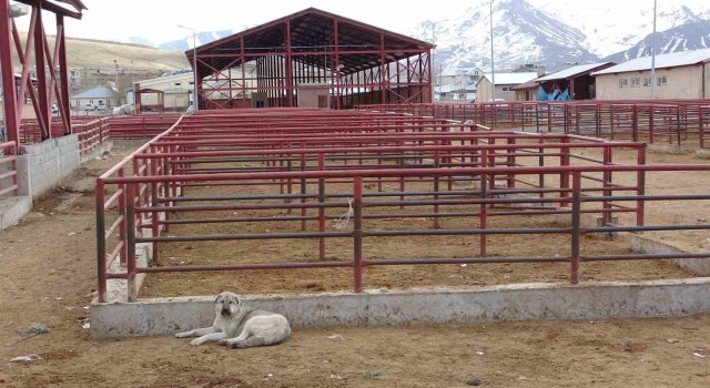 Vanda şap alarmı