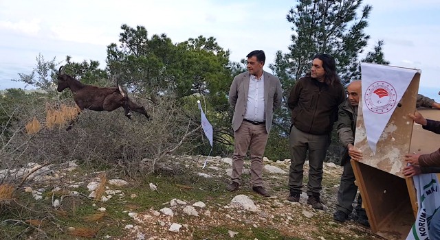 Yaban keçisi özgürlüğe böyle zıpladı