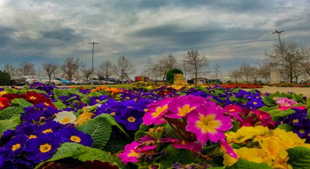 Yalova Belediyesinden peyzaj çalışması