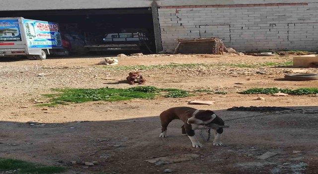 Yasaklı ırk köpek besleyen şahsa ceza