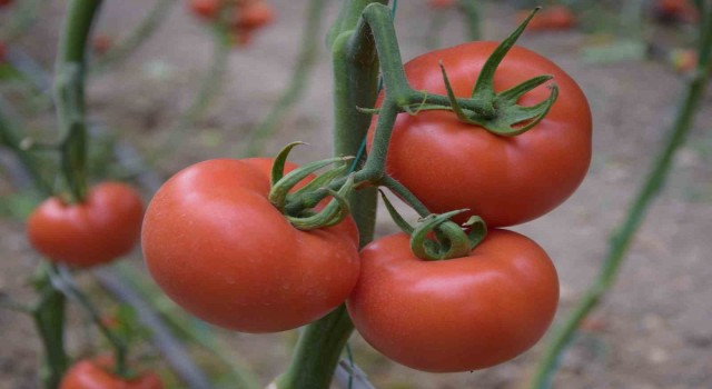 Yerli ve milli tohumdan üretilen domatesler çiftçiye tanıtıldı