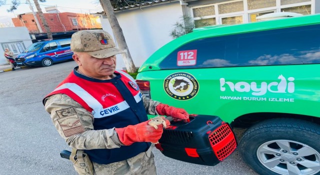 Yolcu otobüsünde 15 sincap yavrusu ele geçirildi