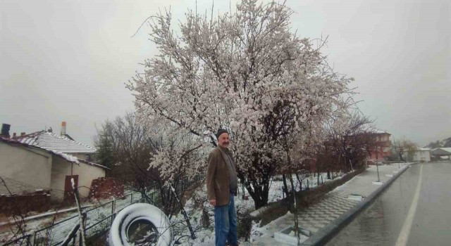Yozgatta çiçek açan erik ağacı kar altında kaldı