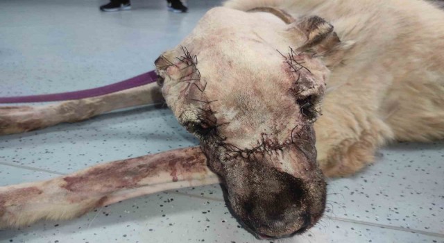 Yüzünde tümör oluşan sokak köpeği sağlığına kavuşturuldu