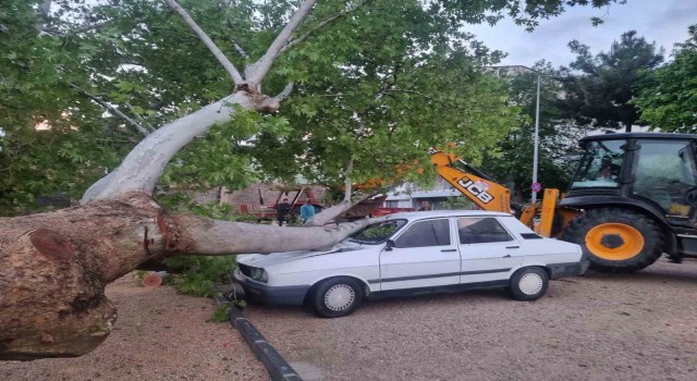 10 dakikalık yağış ağacı devirdi, dereleri taşırdı