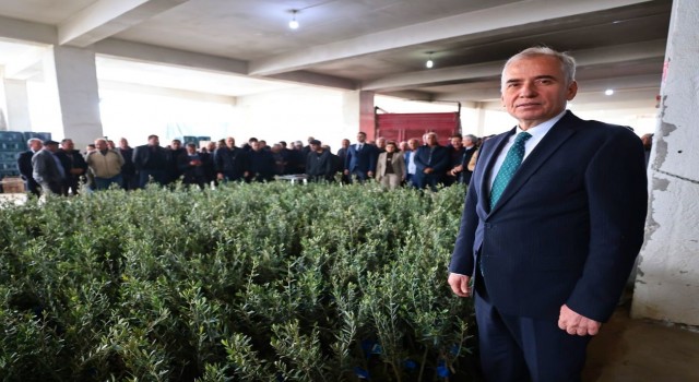 40 bin zeytin fidanı atıl tarım arazileriyle buluşacak