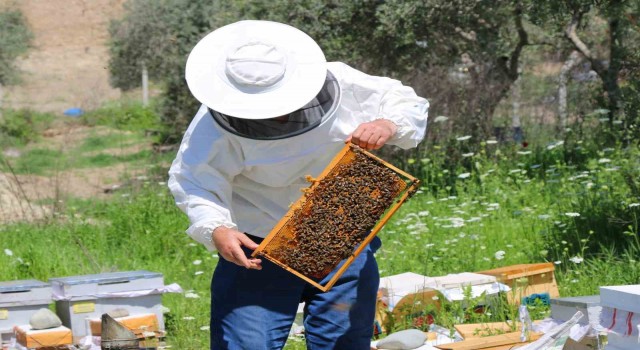 Adanada bal üretiminde bu sene rekor kırılacak