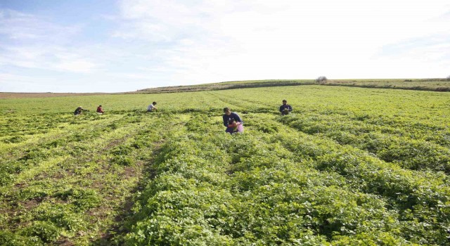 Adanada kadın kooperatifi üreticiyi destekliyor