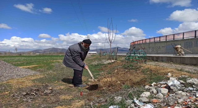 Ağaç sever dede diktiği bine yakın ağacın bakımını aksatmıyor