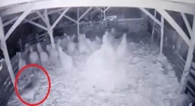 Ahıra girmeyi başaran kurt, koyunlara böyle saldırdı
