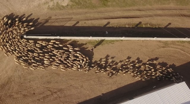 Ahlatta koyun ve kuzuların buluşması renkli görüntüler oluşturdu