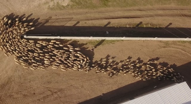 Ahlatta koyun ve kuzuların buluşması renkli görüntüler oluşturdu