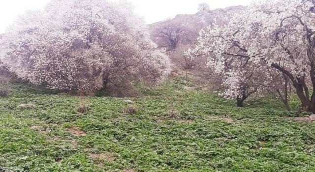 Akdamar Adasında badem ağaçları çiçek açtı