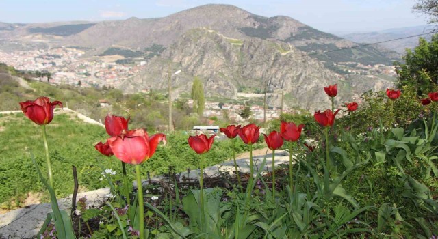 Amasyalılar ‘Yitik laleyi arıyor, en son 1896 yılında görüldü