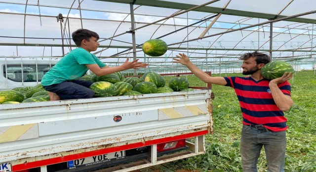 Antalyada örtü altı karpuz hasatı başladı