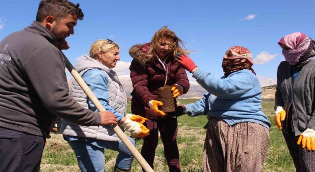 Antep fıstığı fidanları Elmalıda toprakla buluşturuldu