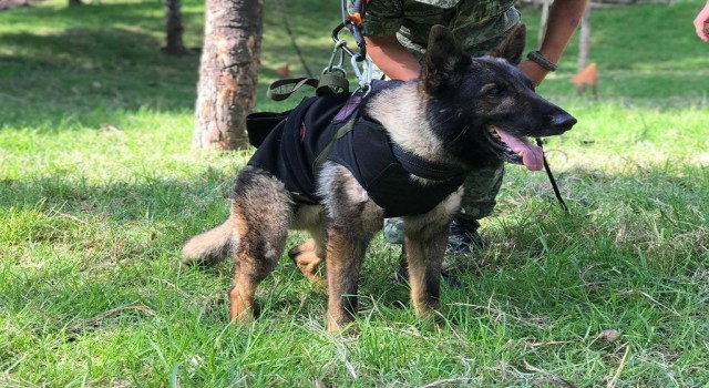 Arama-kurtarma köpeği Proteo onuruna Türkiyeden Meksikaya yavru köpek hediyesi