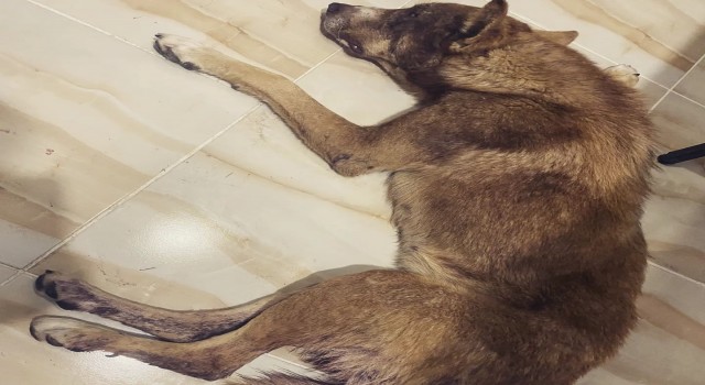 Av tüfeği ile vurulan köpeğin vücudunda 100den fazla saçma tespit edildi