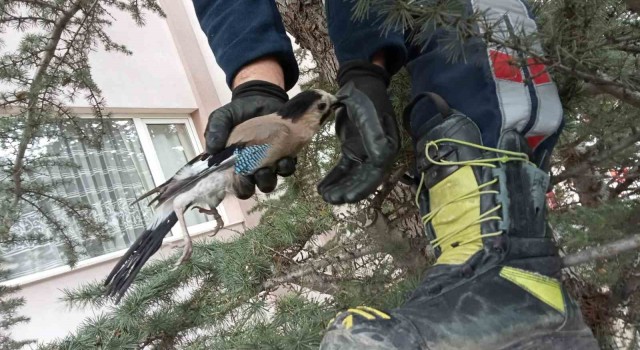 Ayakları ipe dolanan kuş ağaçta mahsur kaldı