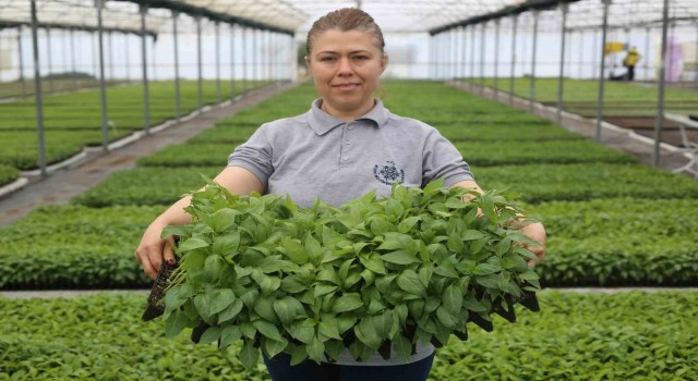 Aydın Büyükşehir Belediyesi ata tohumlarından fideleri vatandaşlarla buluşturuyor
