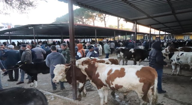 Aydında 50 gün aradan sonra hayvan pazarları açıldı